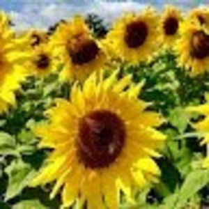 Meet your Posher, D.